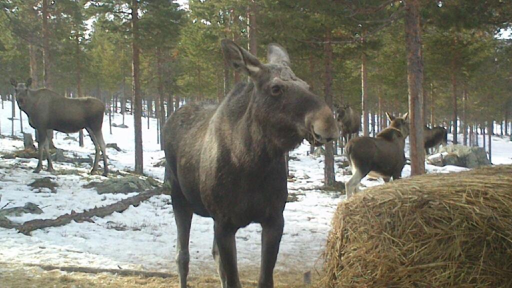 Batsto Camping Elga Eksteriør billede